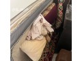 dyna-tsh-mkhlfat-alathath-alkdym-balryad-0506439664-shrk-alryad-small-0