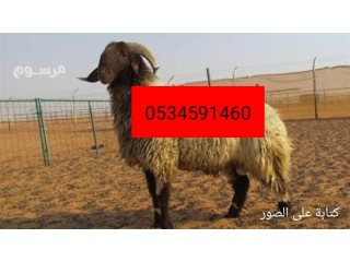 قصاب ماهر بالرياض 0553202173 قصاب بحي الخنشليلة بالرياض