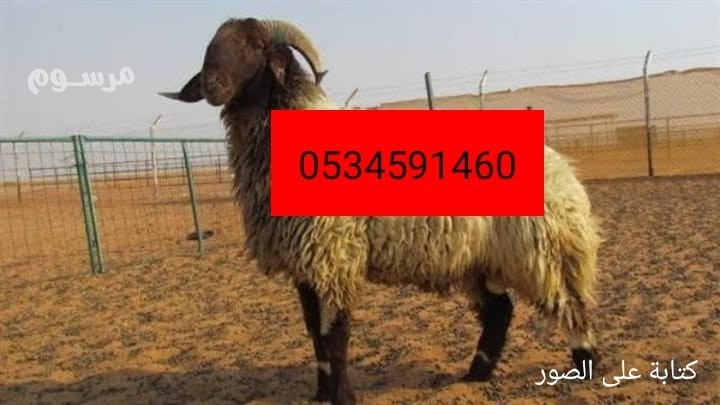 ksab-mahr-balryad-0553202173-ksab-bhy-alkhnshlyl-balryad-big-0