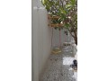 llbyaa-mragyh-maalk-mrgyhat-small-0