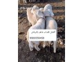 ksab-mahr-balryad-gzar-0503559450-small-0
