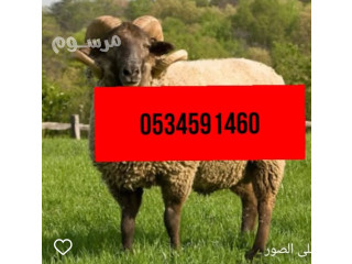 رقم ذبح بالرياض 0َ534591460 قصاب جزار سلخ بالرياض ابوجود