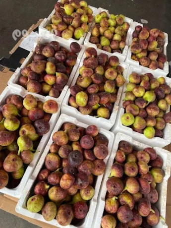 shrk-toryd-alkhdar-oalfoak-altazg-bgd-big-0