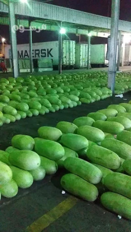 shrk-toryd-alkhdar-oalfoak-altazg-bgd-big-5