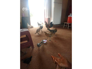 دينا تشيل اشياء قديمه بالرياض 0503483036