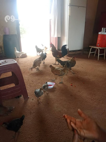 dyna-tshyl-ashyaaa-kdymh-balryad-0503483036-big-0