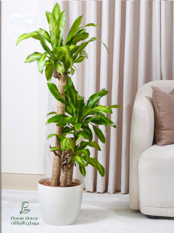 nbatat-alzyn-aldakhly-mn-motn-alnbatat-big-0