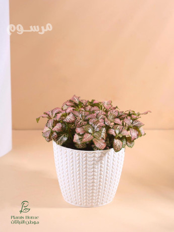 nbatat-alzyn-aldakhly-mn-motn-alnbatat-big-1