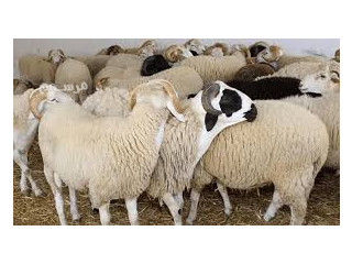 يوجد لدينا افضل قصاب ماهر للرياض 0503559450 جزارين