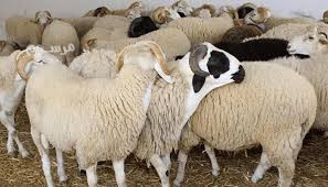 yogd-ldyna-afdl-ksab-mahr-llryad-0503559450-gzaryn-big-0