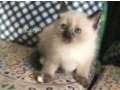 our-lovely-ragdoll-kittens-are-still-available-small-0