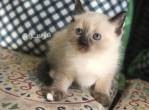our-lovely-ragdoll-kittens-are-still-available-big-0