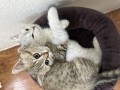 llbyaa-bmstlzmatha-small-1