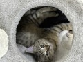 llbyaa-bmstlzmatha-small-0