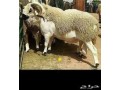 ksab-balryad-gzar-balryad-0500537031-small-0