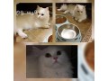 kt-shyrazy-lltbny-maa-kaml-mstlzmath-small-0