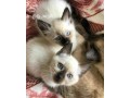 siamese-kitten-available-for-sale-small-0