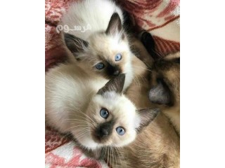 Siamese kitten available for sale