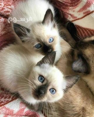 siamese-kitten-available-for-sale-big-0