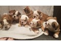 english-bulldogs-for-rehoming-small-0