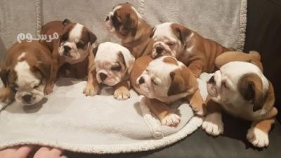 english-bulldogs-for-rehoming-big-0