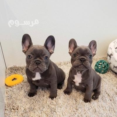 french-bulldogs-available-for-sale-big-0