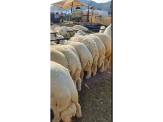 اغنام للبيع دبح