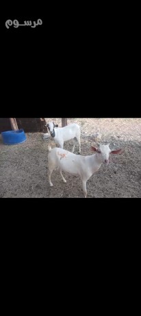 tyos-ymnyh-trby-shhm-olhm-aaamar-mn-5-al-6-ashhr-llbyaa-big-0