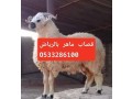 ksab-gzar-ksabyn-balryad-0507973276-small-1