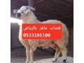 ksab-mahr-hy-almsyf-0533286100-ksab-mahr-hy-alorod-small-0