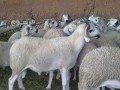 ksab-mahr-balryad-0533286100-gzar-sryaa-balryad-small-1