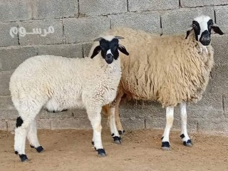 قصاب ماهر بالرياض 0530099403