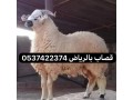 ksab-balryad-mahr-0537422374-gzar-balryad-zbh-balryad-small-0