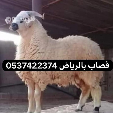 ksab-balryad-mahr-0537422374-gzar-balryad-zbh-balryad-big-0