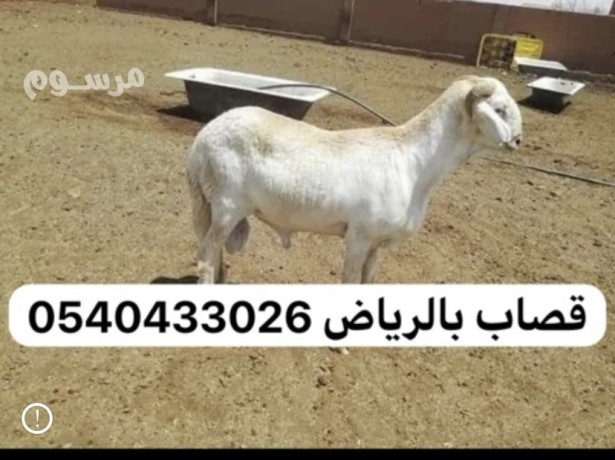 ksab-balryad-0540433026-big-0