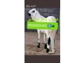 ksabyn-gzaryn-balryad-0503559450-small-0
