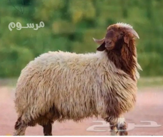 ksabyn-balryad-0536236502-ksab-balryad-big-0