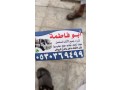 shraaa-athath-mstaaml-hy-krtb-0530369499-small-0