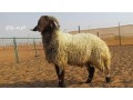 rkm-ksab-mahr-balryad-0553202173-thbah-sodany-balryad-small-0