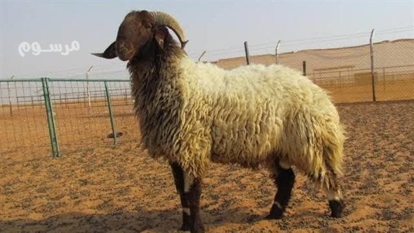 rkm-ksab-mahr-balryad-0553202173-thbah-sodany-balryad-big-0
