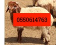 rkm-ksab-balryad-0550614763-ksab-mahr-balryad-small-0