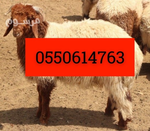 rkm-ksab-balryad-0550614763-ksab-mahr-balryad-big-0
